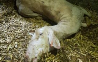 Botulism in Sheep