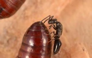Fly Parasite
