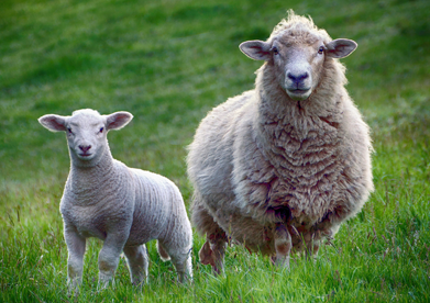 Lamb Vaccination