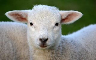 Lamb Nutrition