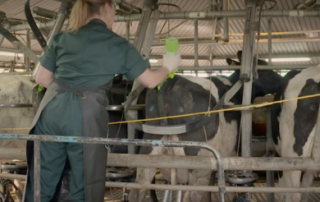 Dairy Fertility