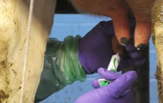 Selective Dry Cow Therapy