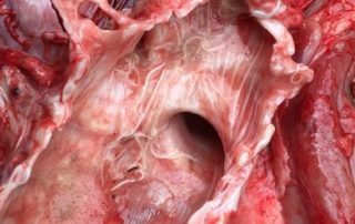 Lungworm
