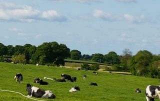 Minerals - Dairy Talk