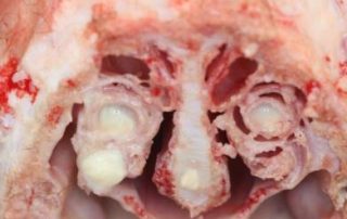 Mycoplasma in Calves