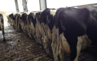 Clipping Cattle for Housing