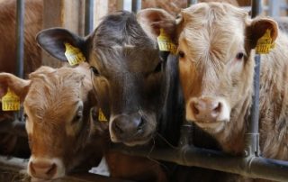 5 ways to improve beef housing