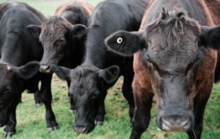 Bloat in cattle