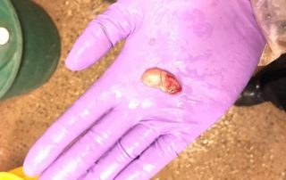 Teat Granuloma