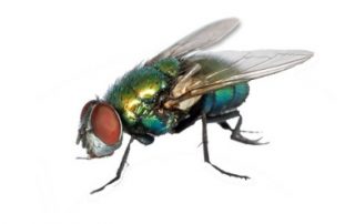 Fly - Fly Control