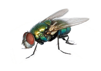 Fly - Fly Control
