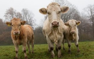TB Testing Update - Beef Cows