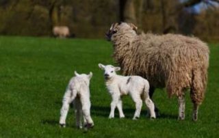 Worm burden at pasture