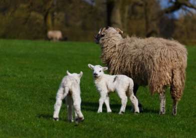 Worm burden at pasture