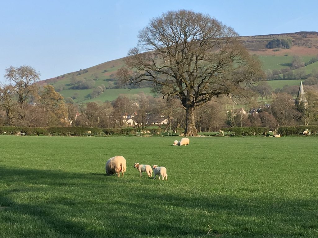 Weaning Lambs