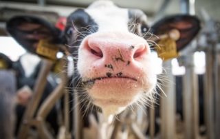 Calf Scours