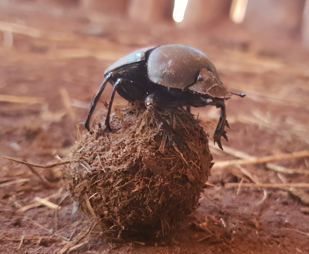 African Dung Beetle