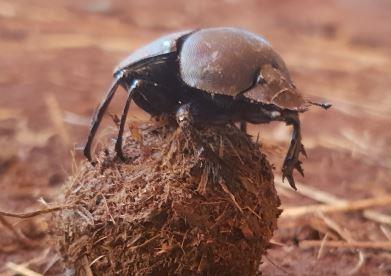 African Dung Beetle