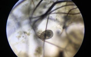 Sheep Scab Mite