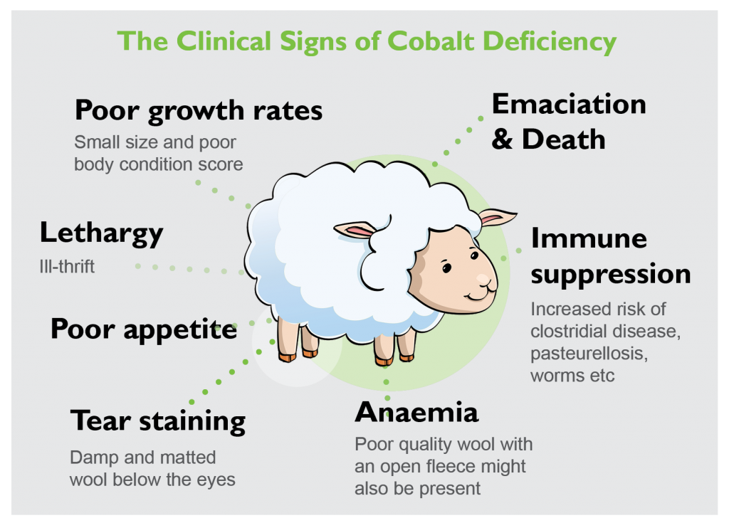 Cobalt Deficiency in Lambs - Maximising Growth Rates | LLM Farm Vets
