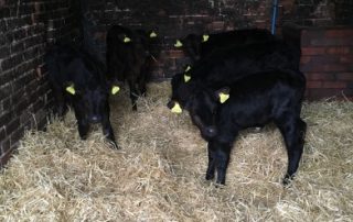 Winter Calf Housing