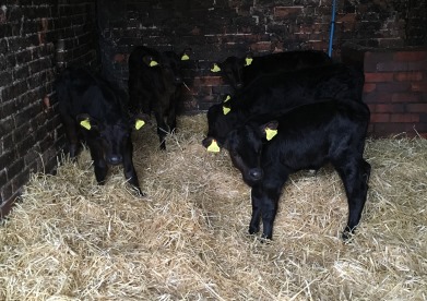 Winter Calf Housing