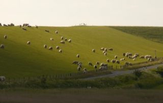 Cobalt Deficiency In Lambs