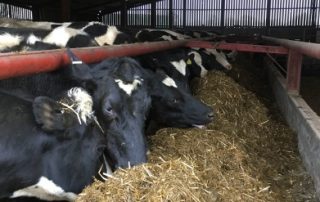 Worming Cattle