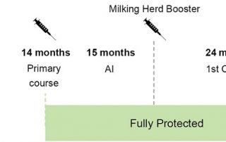 Cattle Vaccination Boosters