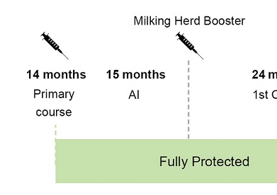 Cattle Vaccination Boosters