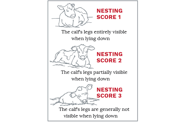 Calf Quiz - Nesting