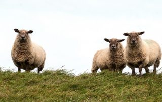 Tupping Tips 2