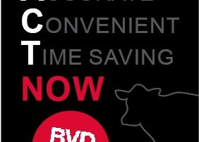 BVD Day