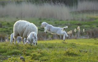 Twin Lamb Disease