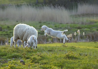 Twin Lamb Disease