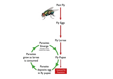 Fly Parasite Lifecycle