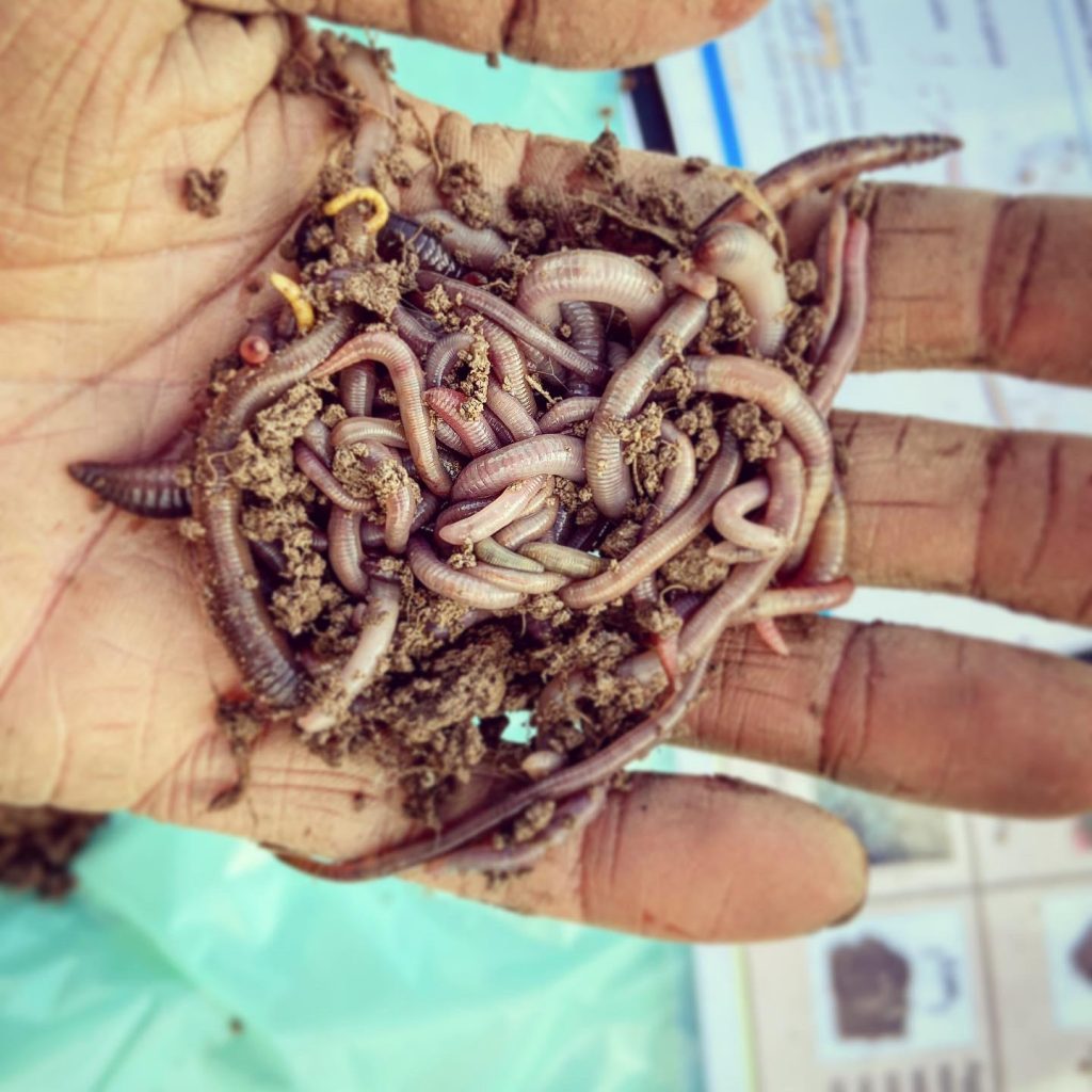 Soil Health - Worms