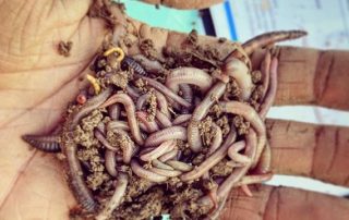 Soil Health