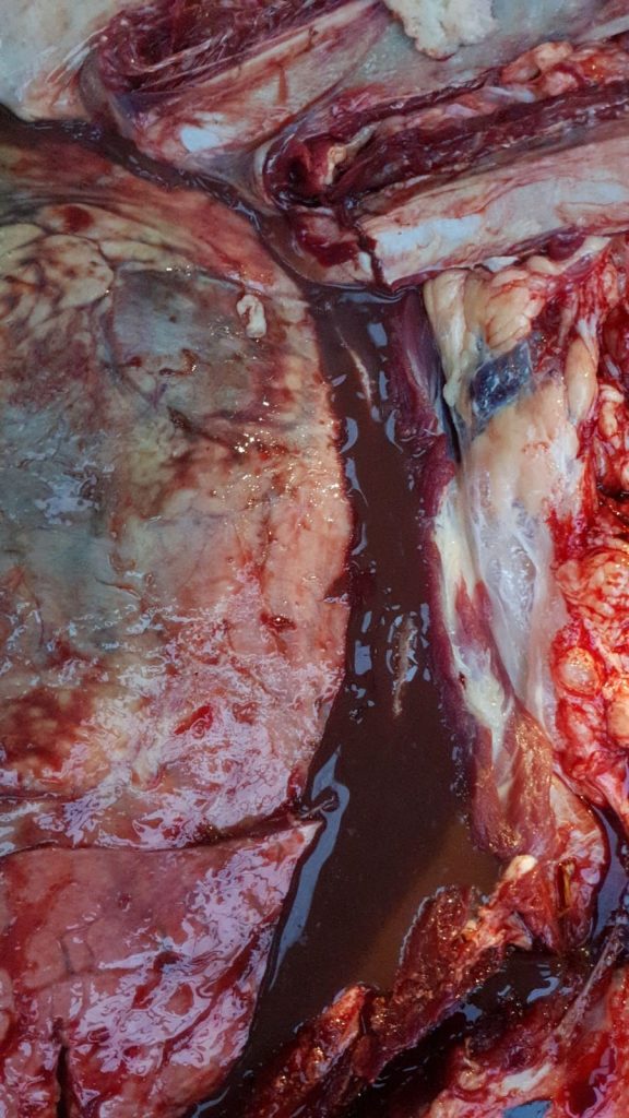 Traumatic Reticulopericarditis