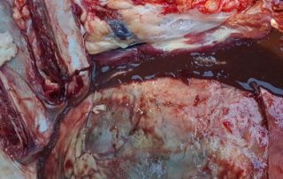 Traumatic Reticulopericarditis