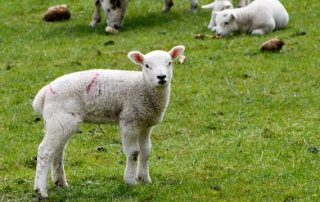 Coccidiosis in Lambs