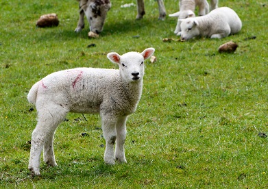 Coccidiosis in Lambs