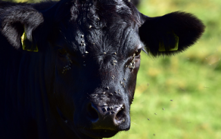Farm Fly Control