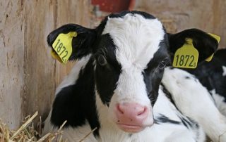 Salmonella Control