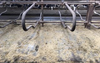 Cattle housing