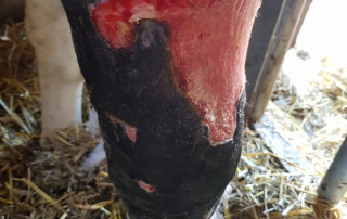 Honey Treatment Case Study 2