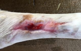 Honey Treatment Case Study 1