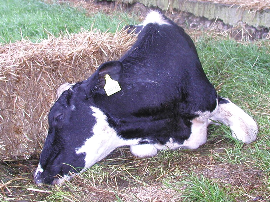 Botulism in dairy cows
