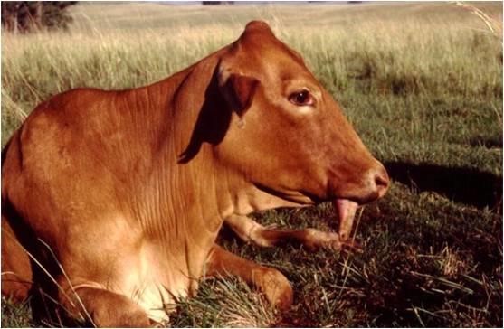Botulism in dairy cows