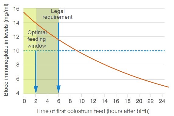 Calf health - colostrum first hours of life